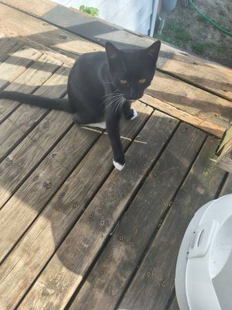 Kittens for rehoming (N. Renton)63911603457411121