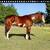 Gelding 11 yr old grade paint 3 thumbnail