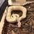 Ball Pythons 4 thumbnail