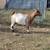 Fainting goats - does 1 thumbnail
