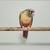 Pineapple Conures 3 thumbnail