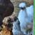 Young Laying Hens 1 thumbnail
