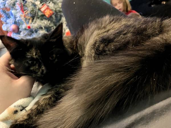 Female tortie585420092872468485