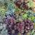 Succulents assortment free 1 thumbnail