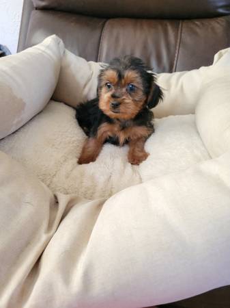 Shorkie puppy (Portsmouth)63864565753601120