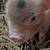 Cute piglets for sale 4 thumbnail