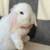 Holland Lop Bunny Rabbit 3 thumbnail