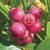 Many varieties of fruit trees 17 thumbnail