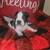 Full blood Boston Terriers 10 thumbnail
