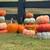 Pumpkins 3 thumbnail