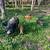 IPP piglets 2 thumbnail