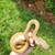 Marble Motley Lemonglow Het Caramel or Clark albino-Reticulated Python 2 thumbnail