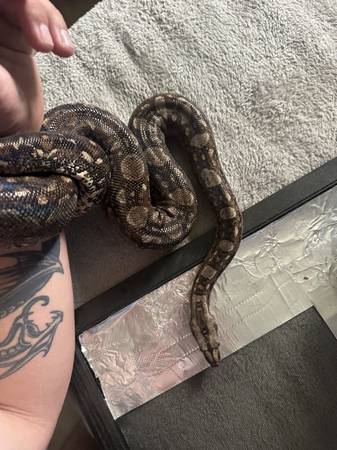 Rehoming snakes (Malvern)63682138760195120