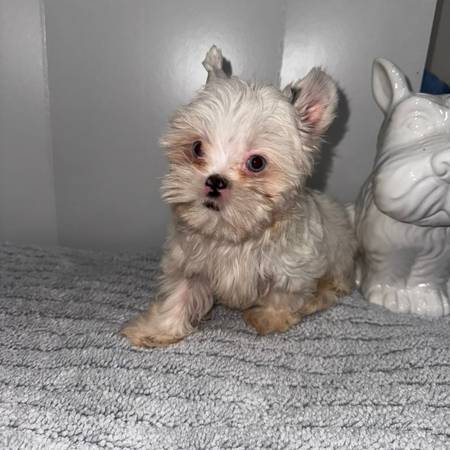 Tecup yorkie - $1,600 (Houston)62918240091522121