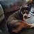Johnny Cash needs immediate home 2 thumbnail