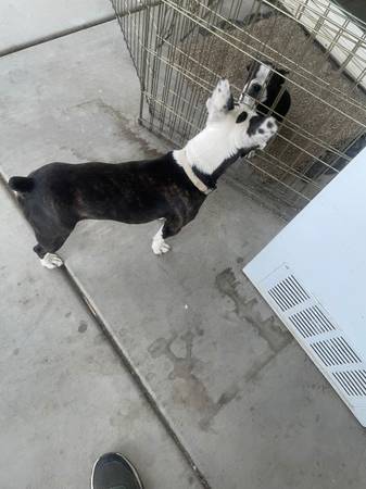 Boston terrier macho casi 2 años (Palmdale)63893601449347122