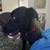 Re-homing dogs 5 thumbnail