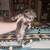 Maine coons 2 thumbnail