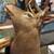 Elk shoulder mount large male 12 thumbnail