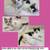 Lillian (B/W) & Lauren (Siamese Mix): Sweet Kittens Available to Adopt 1 thumbnail