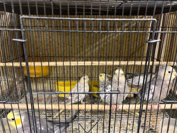 Female Cockateil Rehome 6 months. Bird 1