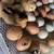 Chicks 3 thumbnail
