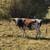 Registered Texas Longhorn Cattle 6 thumbnail