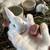 Bunnies 1 thumbnail
