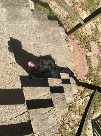 Rehoming Labradoodles (only 2 puppies) (Ozark)63736087913475120