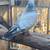 PIGEONS 16 thumbnail