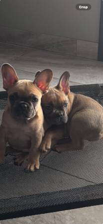 2 female frenchies 1