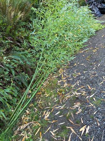 Free bamboo 1