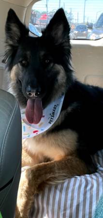7 Year Old Female German Shepherd (Pocomoke City)63872575951747123