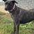 Arvada Adoptions 8 thumbnail