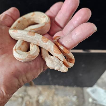 Baby boas (El Cajon)64038442883329121
