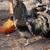 Chickens 2 thumbnail