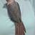 Conure Baby Bird 3 thumbnail