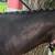 Horse clipping, plaiting/braiding, and sheath cleaning 3 thumbnail