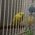 birds pare must go together 2 thumbnail