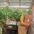 Vegetable plants 1 thumbnail