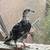 White Homing Pigeons. Wedding Doves 6 thumbnail
