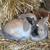 Hobby farm animals 4 thumbnail