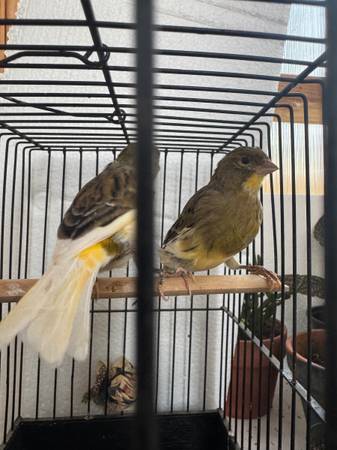 Canary (Lake Stevens)63697490464259121