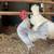 Miniature self blue bantam roosters 1 thumbnail