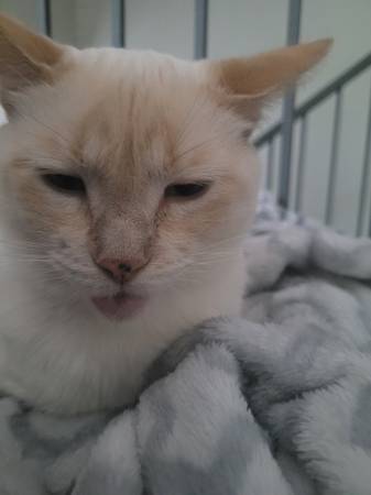 Single mom looking for a duplex or house 1