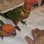 Male sun conures 3 thumbnail