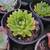 Echeveria planting season!!!!  Tons of color and variety!!! 3 gal 5 thumbnail