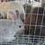 Rabbits mixed 7 thumbnail
