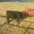 Miniature Dexter x Lowline Angus Steer 3 thumbnail