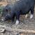 Potbelly piglets - male 2 thumbnail